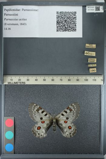 Media type: image;   Entomology 174624